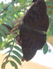 Anastrus sempiternus