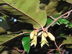 Elaeagnus loureirii
