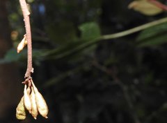 Elaeagnus loureirii