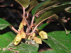 Elaeagnus loureirii