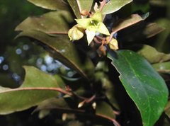 Elaeagnus loureirii