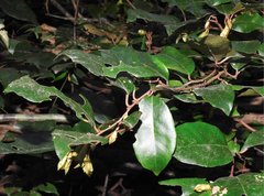 Elaeagnus loureirii