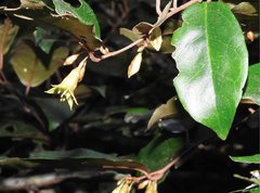 Elaeagnus loureirii