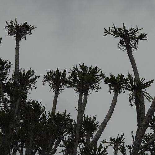 Euphorbia grandidens, photograph 6