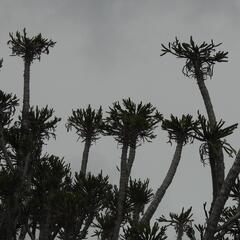 Euphorbia grandidens, photograph (c) Henry de Lange, some rights reserved (CC BY)