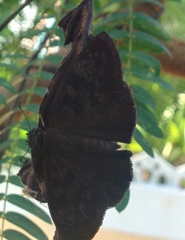 Anastrus sempiternus