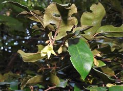 Elaeagnus loureirii