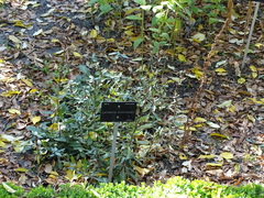 Lysimachia minoricensis