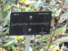 Lysimachia minoricensis