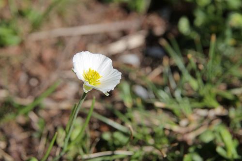 Ranunculus pyrenaeus, photograph 3