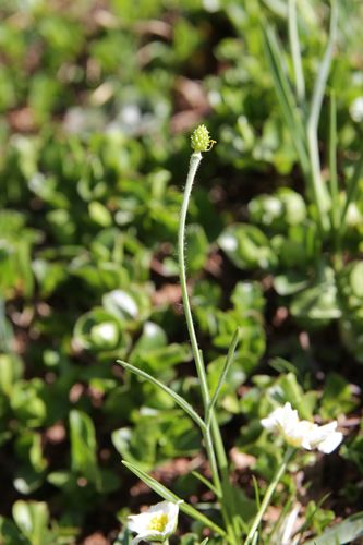 Ranunculus pyrenaeus, photograph 4