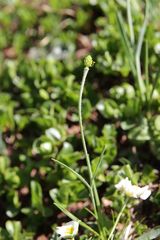 Ranunculus pyrenaeus pyrenaeus