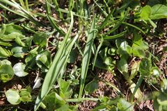 Ranunculus pyrenaeus pyrenaeus