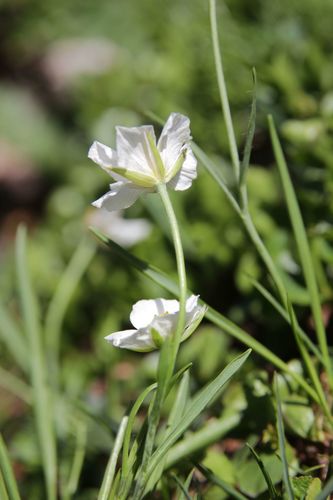 Ranunculus pyrenaeus, photograph 6