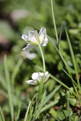 Ranunculus pyrenaeus pyrenaeus