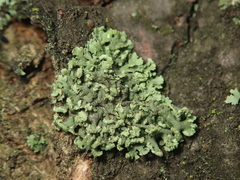 Physcia dubia