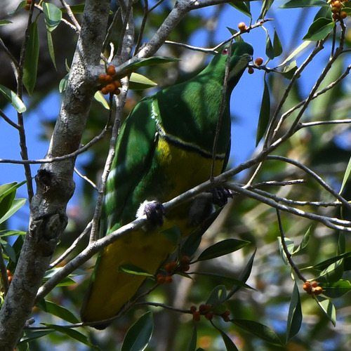 Cloven-feathered Dove (Ptilinopus holosericea), photo 1