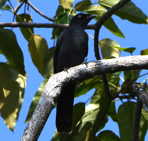 South Melanesian Cuckooshrike (Coracina caledonica), photo 7