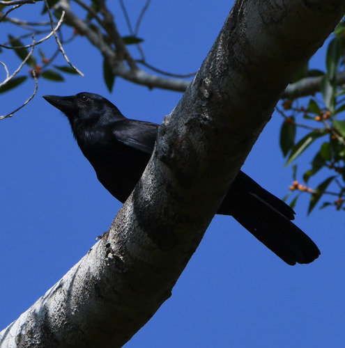 New Caledonian Crow (Corvus moneduloides)