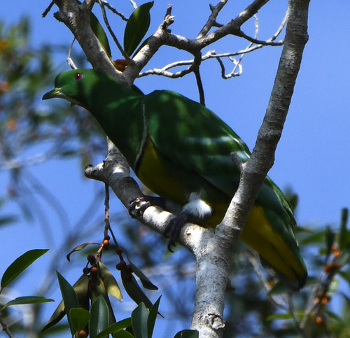 Cloven-feathered Dove (Ptilinopus holosericea), photo 2