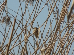 Emberiza schoeniclus