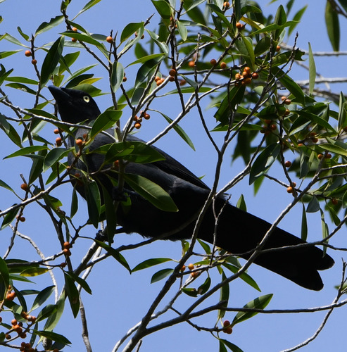 South Melanesian Cuckooshrike (Coracina caledonica), photo 2