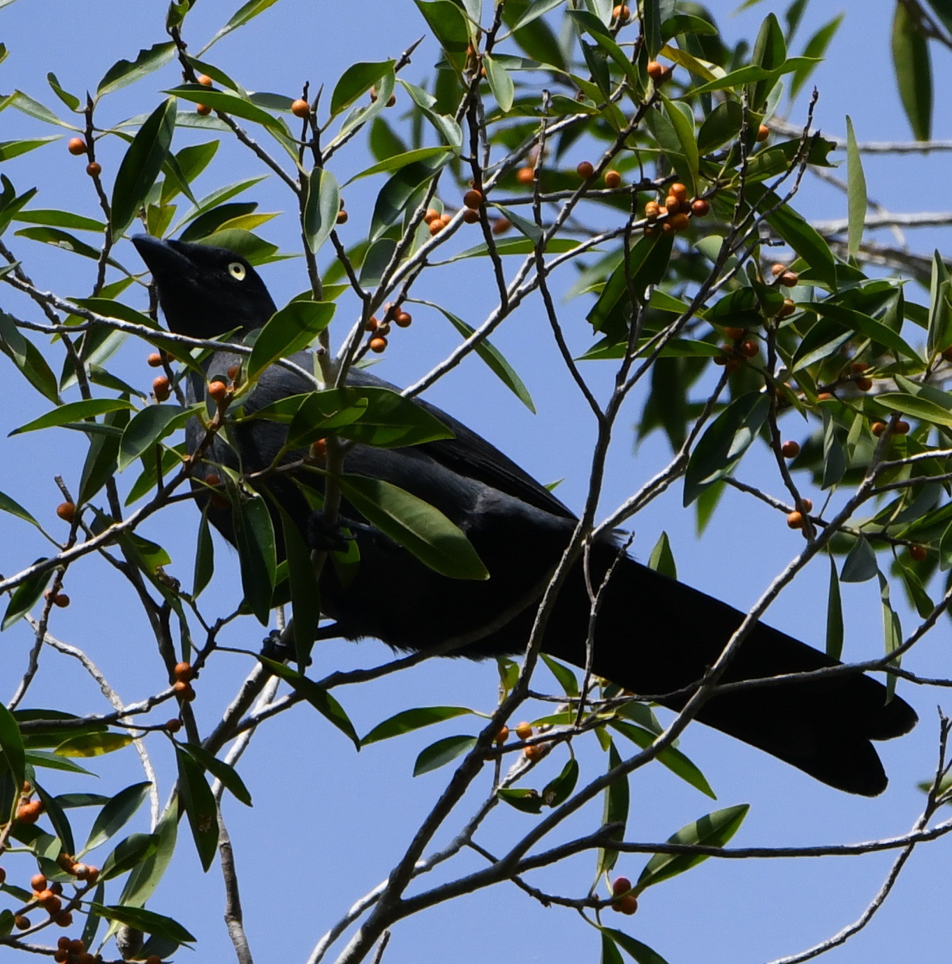 South Melanesian Cuckooshrike (Coracina caledonica), photo 2