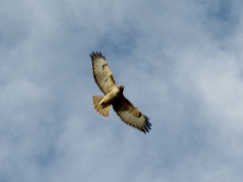 Red-tailed Hawk