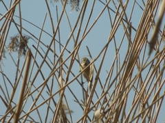 Emberiza schoeniclus