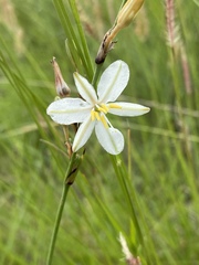 Chlorophytum fasciculatum