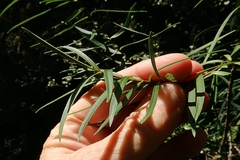Veronica stenophylla stenophylla