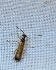 Rhagonycha lignosa