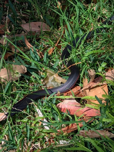 Red-bellied Black Snake sighting