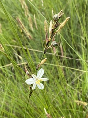 Chlorophytum fasciculatum