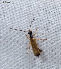 Rhagonycha lignosa