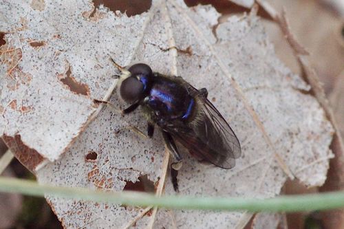 Eumerus sinuatus