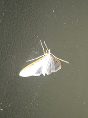 Palpita nigropunctalis