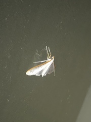 Palpita nigropunctalis