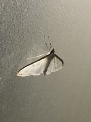 Palpita nigropunctalis