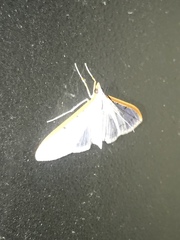 Palpita nigropunctalis