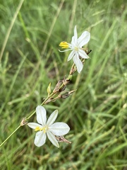Chlorophytum fasciculatum