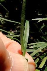 Veronica stenophylla stenophylla