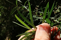 Veronica stenophylla stenophylla