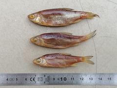 Blicca bjoerkna