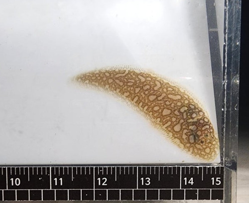 Japanse tongschar (Paraplagusia japonica) — Cynoglossidae — 5