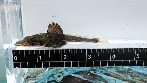 Crocodile flathead (Cociella crocodilus) — Platycephalidae — 5