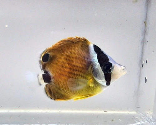 Hong Kong Butterflyfish