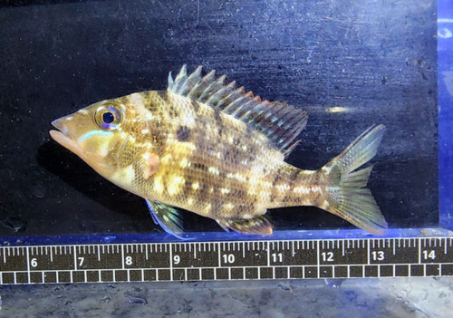 Chinese emperor (Lethrinus haematopterus) — Lethrinidae