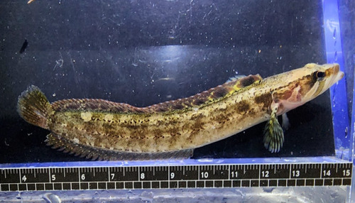 Sixline prickleback (Ernogrammus hexagrammus) — Stichaeidae