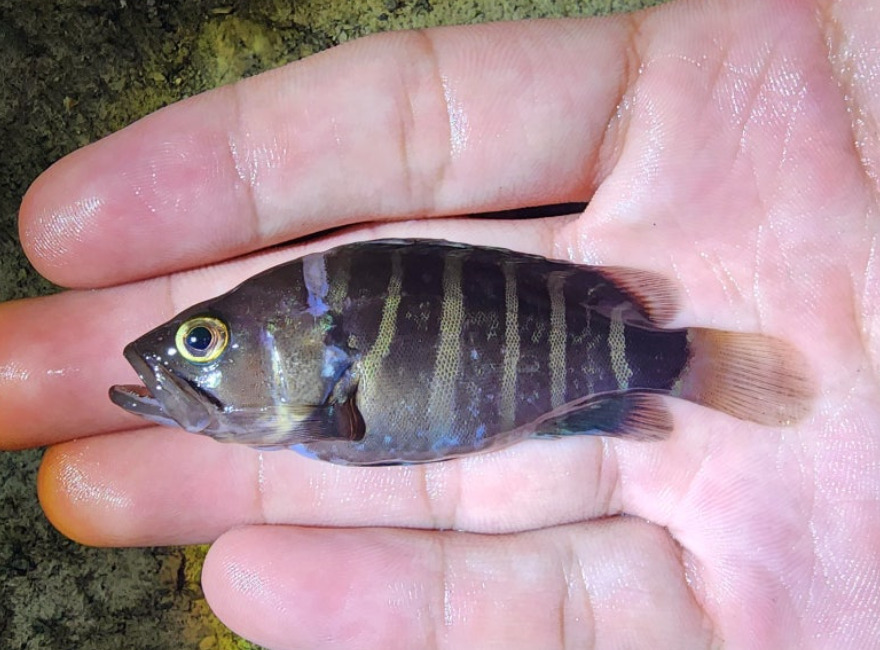 Convict Grouper